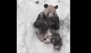  Washington: Tian Tian, le panda qui profite de la tempête Jonas
