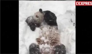 Le panda du zoo de Washington batifole dans la neige