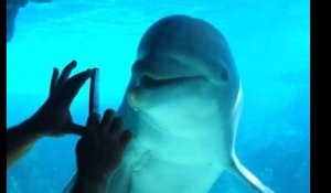 Il communique avec des dauphins en grattant un peigne !