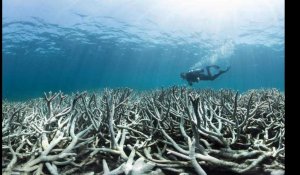 Les images du blanchissement de la Grande Barrière de corail