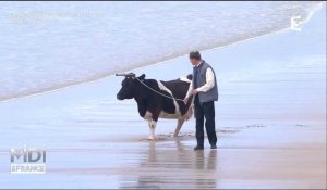 Une promenade romantique les sabots dans l'eau pour une vache de Midi en France