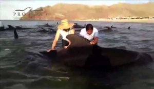 Mexique : sauvetage de baleines échouées sur une plage
