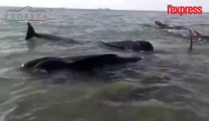 Un troupeau de baleines s'échoue sur une plage mexicaine