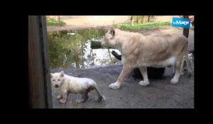 Lemainelibre.fr : Première sortie des lionceaux blancs au zoo de La Flèche