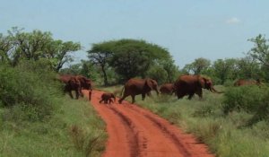 Kenya: des colliers GPS pour suivre les éléphants