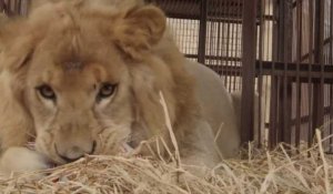 Un groupe de défense des animaux libère les lions des cirques