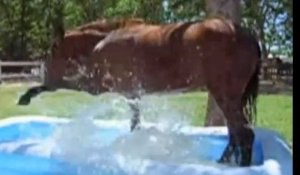 Un cheval s'amuse dans une piscine gonflable !
