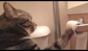 L'histoire d'amour entre un chat et un rouleau de papier toilette !