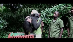 L'incroyable geste d'un singe envers celle qui lui rend la liberté !
