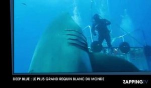 Découvrez les images impressionnantes de "Deep Blue", le plus grand requin blanc du monde !