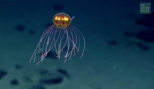 Une incroyable méduse découverte dans les profondeurs du Pacifique