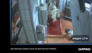 Maltraitance animale : Nouvelle vidéo choc dans un abattoir français