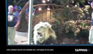 Dans un zoo, une lionne sauve un soigneur de l'attaque d'un lion, la vidéo choc !