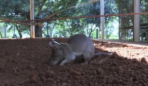 Tanzanie, des rats formés au déminage et au dépistage de la tuberculose