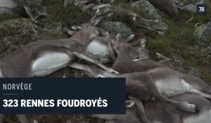 323 rennes sauvages ont été foudroyés en Norvège