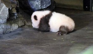Les premiers pas du bébé panda à Pairi Daiza