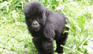 Le plus grand gorille du monde "à un pas" de l'extinction
