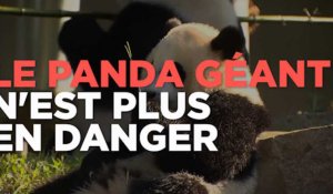 Le panda géant n'est plus "en danger", mais il reste menacé