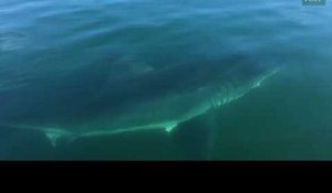 Tête-à-tête avec un immense requin blanc pour ce père et son fils