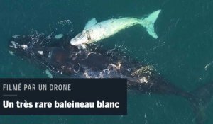 Un très rare baleineau blanc filmé par un drone