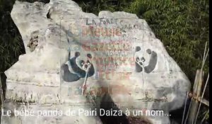 Bebe panda Pairi Daiza