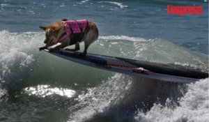 Des chiens surfeurs affrontent les vagues de Californie