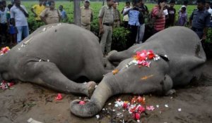 Inde: deux éléphantes électrocutées dans une plantation de thé