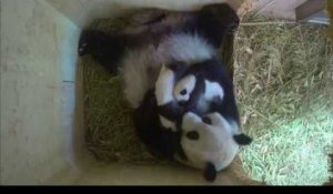 Le zoo de Vienne cherche un nom pour l'un de ses bébés pandas