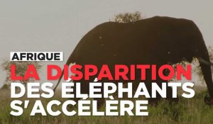 Afrique : la disparition des éléphants s'accélère