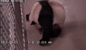 Canada : naissance de jumeaux pandas géants au zoo de Toronto