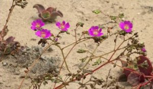Spectaculaires images du désert de l'Atacama fleuri