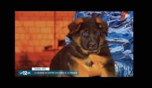 La Russie offre un chien à la France - ZAPPING ACTU DU 23/11/2015