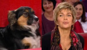 Vivement dimanche : Véronique Jeannot mordue à la main par la chienne de Michel Drucker