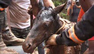 Brésil: les secours sauvent un poulain de la coulée de boue