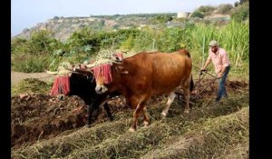 Andalousie, le phénomène bio