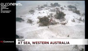 Un dragon des mers rubis filmé en Australie