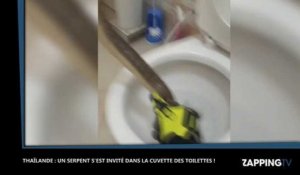 Thaïlande : Un énorme serpent sort des toilettes !