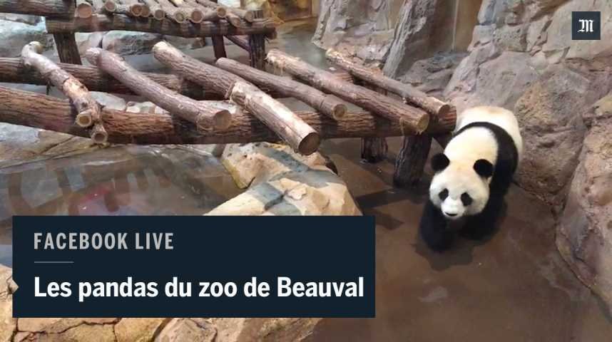 Le zoo de Beauval inaugure une volière présentée comme la plus