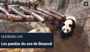 Facebook live : A la rencontre des pandas du zoo de Beauval