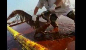Marée noire: BP récupère du pétrole