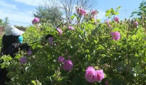 Au Maroc, le dur labeur des cueilleuses de roses