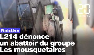 Finistère  : L214 dénonce les pratiques d'un abattoir du groupe Les mousquetaires