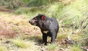 Des diables de Tasmanie en Australie continentale, 3.000 ans après en avoir disparu