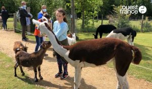 VIDÉO. Morbihan : le parc animalier de Branféré retrouve le public 