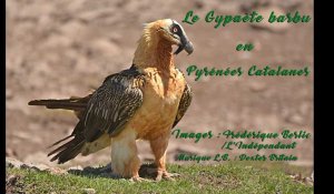 Pyrénées-Orientales - Le Gypaète barbu, un vautour rare et précieux