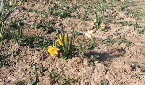 À Souchez : des fleurs à cueillir en libre-service