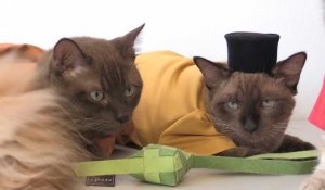 Malaisie: des tenues traditionnelles pour chats pour la fête de l'Aïd