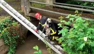 Aubigny-en-Artois : les pompiers sauvent un chien de la noyade