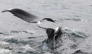 En Islande, des baleines stressées par les nombreux touristes ?