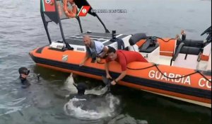 Un bébé dauphin coincé dans un filet sauvé par des garde-côtes